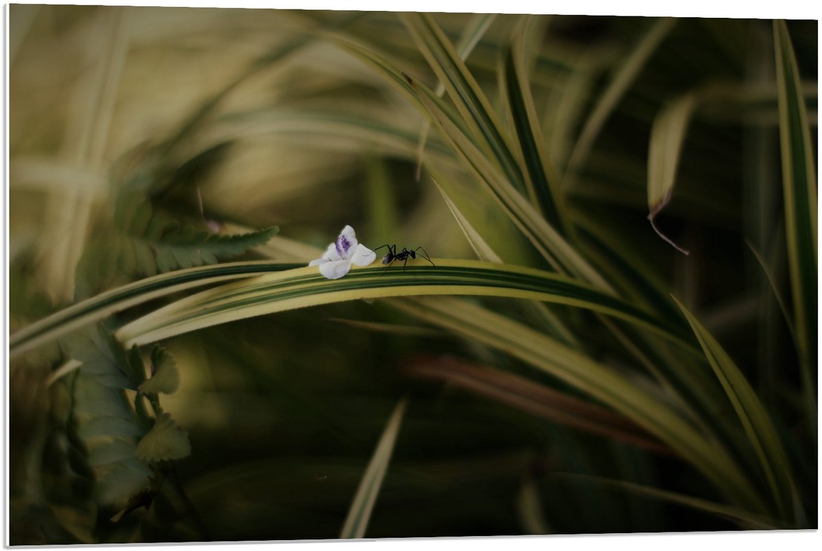 KuijsFotoprint Forex - Mier op Plantje - 90x60cm Foto op Forex Groen