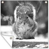 Affiche de Jardin écureuil miettes et neige - noir et blanc - 200x200 cm - Toile jardin - Affiche extérieure