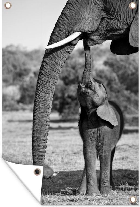 Tuinposters buiten Baby olifant communiceert met moeder - zwart wit - 60x90 cm - Tuindoek - Buitenposter