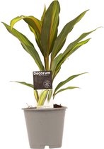 Hellogreen Kamerplant - Decorum Cordyline Kiwi - 40 cm