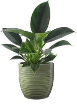 Hellogreen Kamerplant - Philodendron - 25 cm - in Bergamo keramiek (groen)