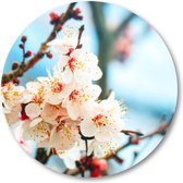 Abrikozenboom met prachtig gekleurde bloemen - Muurcirkel Forex 50cm - Wandcirkel voor binnen - Natuur - Bloemen