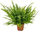 Nephrolepis - Krulvaren - Kamerplant - Luchtzuiverende plant voor binnen - ⌀12 cm - 20-30 cm