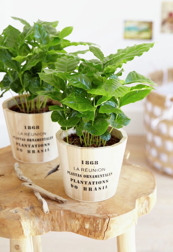 Twee jonge koffieplanten in houten potten met tekst, op een houten tafel.