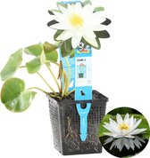 Waterlelie Wit | Nymphaea 'Marliacea Albida' - Vijverplant in kwekerspot ⌀11 cm - ↕15 cm