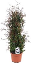 Bloem van Botanicly – Jasminum polyanthum – Hoogte: 70 cm