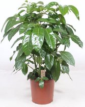 Kamerplant van Botanicly – Vingersboom – Hoogte: 130 cm – Schefflera Amate
