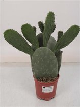 Cactus van Botanicly – Opuntia ficus indica – Hoogte: 30 cm