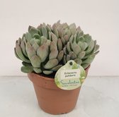 Cactus van Botanicly – Echeveria pulidonis – Hoogte: 20 cm