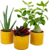 Kamerplanten van Botanicly – 3 × Aloe Vera in geel keramiek pot als set – Hoogte: 25 cm