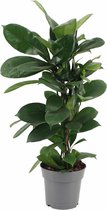 Kamerplant van Botanicly – Afrikaanse vijgenboom – Hoogte: 70 cm – Ficus Cyathistipula