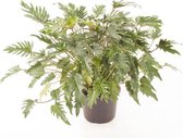 Kamerplant van Botanicly – Philodendron Xanadu – Hoogte: 90 cm