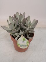 Kamerplant van Botanicly – Cotyledon orbiculata Silver Peak – Hoogte: 25 cm