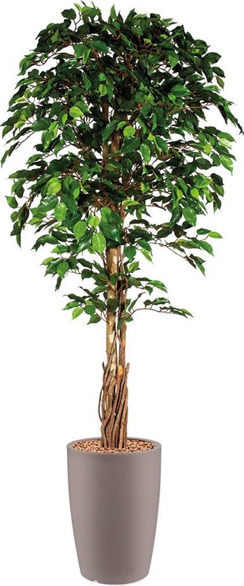 HTT - Kunstplant Ficus in Genesis rond taupe H210 cm
