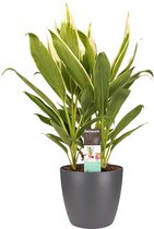 Hellogreen Kamerplant - Cordyline New Conga - 60 cm - Elho Brussels Antracite