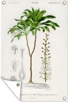 Tuinposters buiten Plant - Vintage - Botanica - 60x90 cm - Tuindoek - Buitenposter