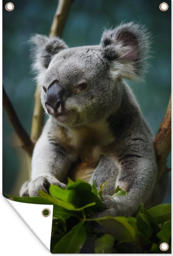 Koala - Eucalyptus - Bladeren - Tuindoek