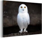 Snowy Owl Aluminium 30x20 cm - petit - Tirage photo sur aluminium (décoration murale métal)
