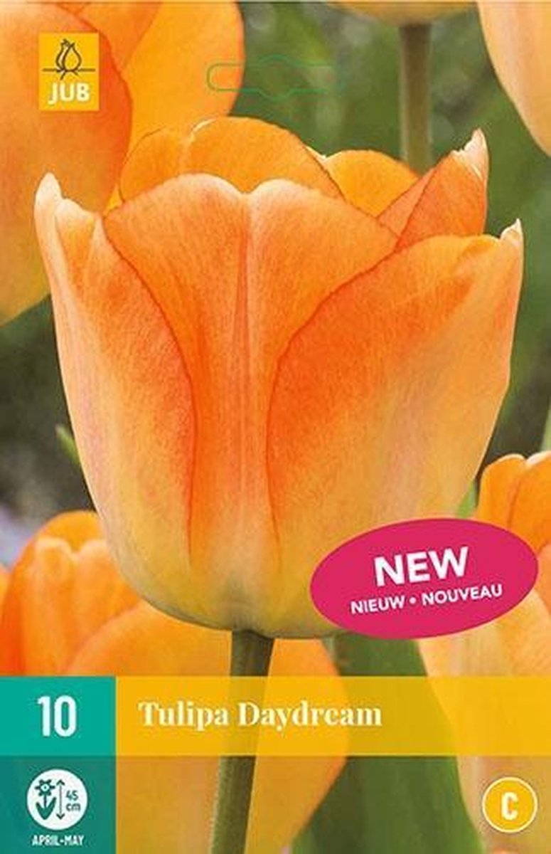 X 10 Tulipa Daydream