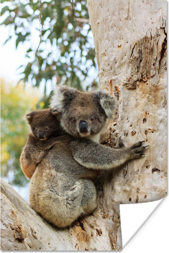 Affiche premier anniversaire Koala et eucalyptus – Cynthiart etc.