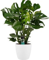 Decorum Monstera Deliciosa - Gatenplant - Kamerplant - Met Elho® Brussels Bloempot Wit  - 70cm - Potmaat 24cm