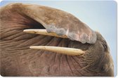 Muismat Zeedieren - Close-up van een walrus muismat rubber - 27x18 cm - Muismat met foto