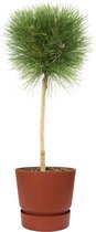 Boom van Botanicly – Pinus Summer Breeze in roodbruin ELHO plastic pot als set – Hoogte: 75 cm