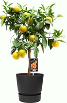 Fruitgewas van Botanicly – Citrus Clementine in zwart ELHO plastic pot als set – Hoogte: 85 cm