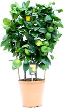 Kamerplant van Botanicly – Citrus Lemon – Hoogte: 90 cm