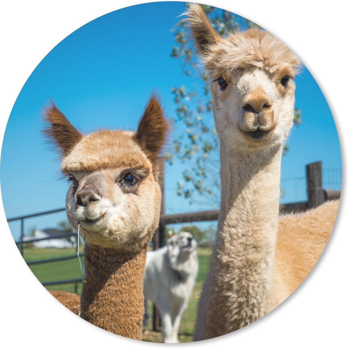 Muismat rond 40x40 cm - Mousepad Alpaca - Planten - Lucht - Ronde muismatten