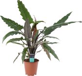 Alocasia Lauterbachiana 'Olifantsoor' - Hoogte: ↑ 80 cm - Diameter pot: Ø 19 cm - Merk: Decorum