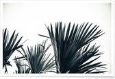 JUNIQE - Poster Palm Shade 3 -40x60 /Grijs & Wit