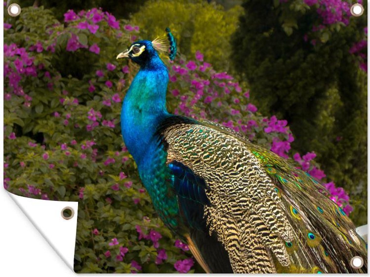 Tableau Paon - Achat / Vente Pas Cher