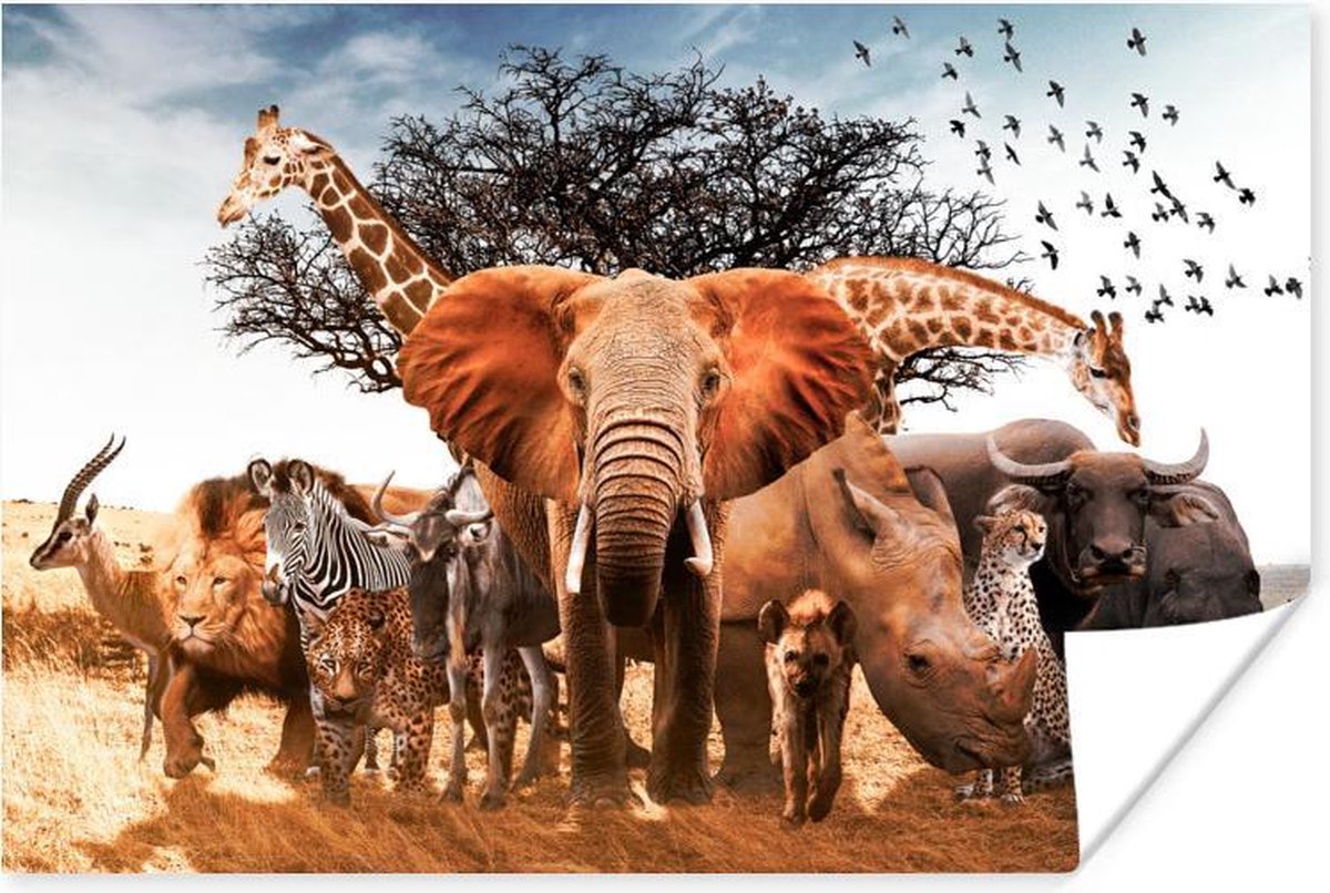 Cadre photo avec affiche - Animaux - Éléphant - Lion - 60x40 cm - Cadre  pour affiche | bol