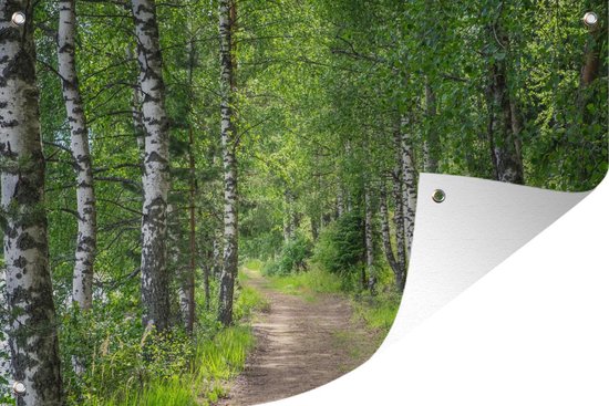 Tuindecoratie Bos - Bomen - Berk - 60x40 cm - Tuinposter - Tuindoek - Buitenposter