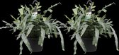 Hellogreen Kamerplant - Duo Phlebodium aureum - Blue Star - 40 cm