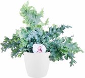 Hellogreen Kamerplant - Phlebodium Davana - 48 cm - ELHO sierpot Wit