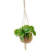 Kamerplant van Botanicly – Pannenkoekenplant in kokosvezel hangpot als set – Hoogte: 25 cm – Pilea peperomioides