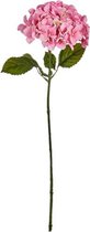 Ibergarden Droogbloem Hortensia 70 Cm Lichtroze/groen