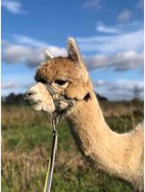 Diamond painting - Etende alpaca - Geproduceerd in Nederland - 60 x 90 cm - canvas materiaal - vierkante steentjes - Binnen 2-3 werkdagen in huis