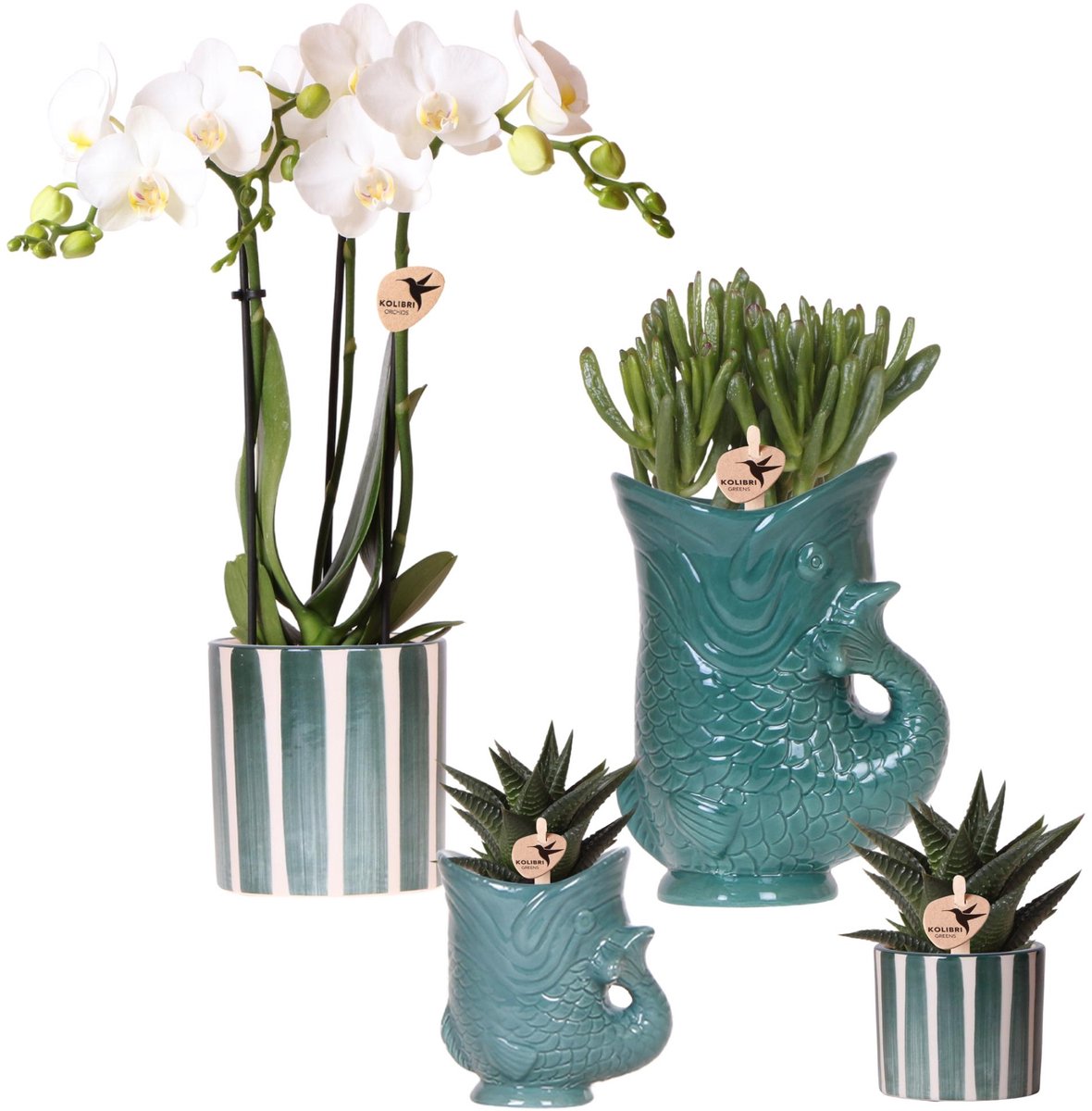 Kolibri Orchids | Set van witte orchidee Amabilis en succulenten in keramieken sierpotten - potmaat Ø9cm & Ø6cm | bloeiende kamerplant - vers van de kweker