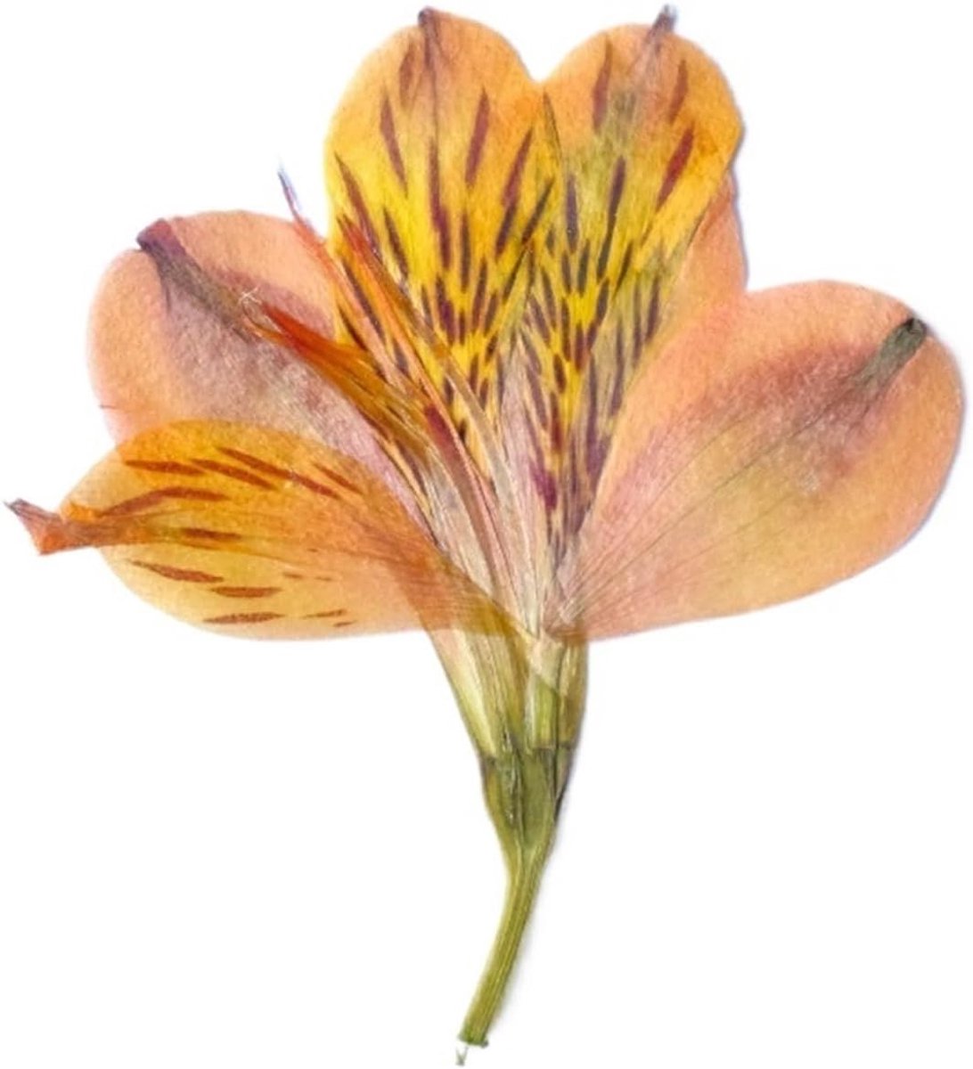 Geperste bloemen - Gedroogde bloemtakken - Hobby knutselen - Natuurlijke kleuren - 6-7 cm - Natuurlijk