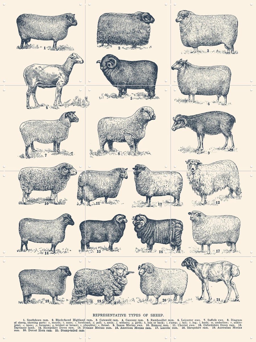 IXXI Representative Types of Sheep, Aster Edition - 60 x 80 cm - Gratis ophangtool - Grote wanddecoratie en posters - Illustraties,