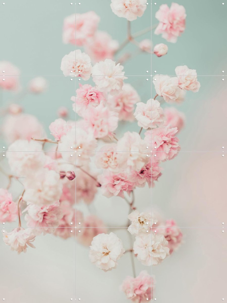 IXXI Pink Gypsophilia Flowers, Ingrid Beddoes - 60 x 80 cm - Gratis ophangtool - Grote wanddecoratie en posters - Kleurrijk, Fotografie, Botanisch