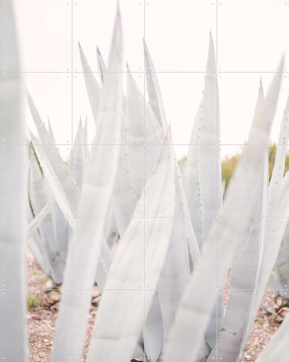 IXXI Bright Agave Plants, Pati Photography - 80 x 100 cm - Gratis ophangtool - Grote wanddecoratie en posters - Fotografie, Planten, Botanisch