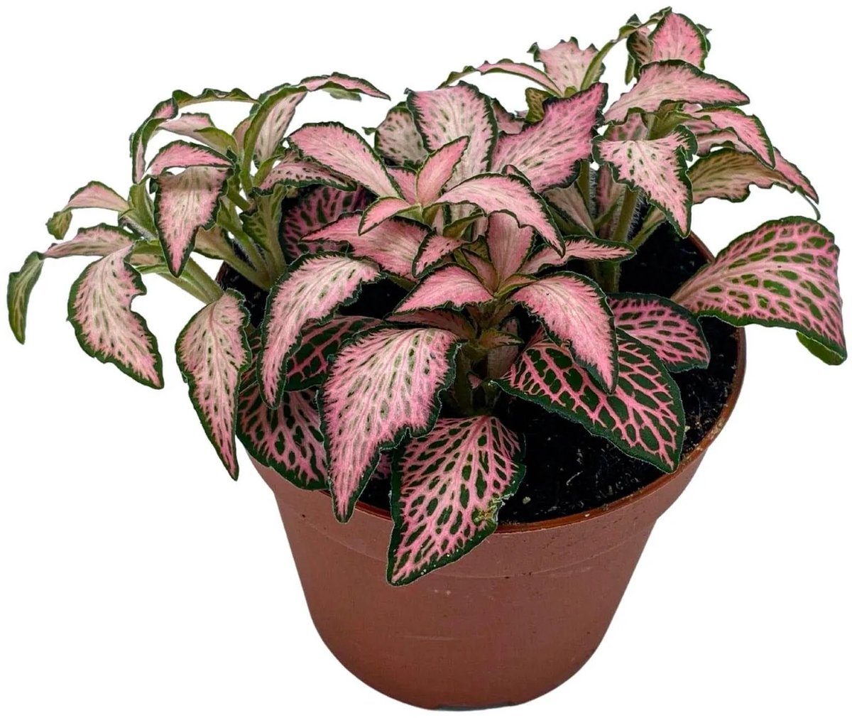 JUNAVERA Fittonia Forest Flame mozaïekplant in 8 cm pot | compacte terrariumplant van 10 cm hoog