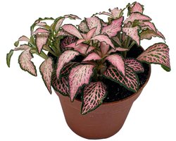 JUNAVERA Fittonia Forest Flame mozaïekplant in 8 cm pot | compacte terrariumplant van 10 cm hoog