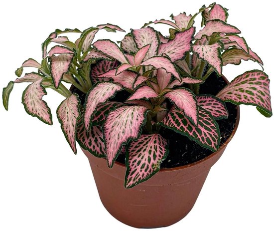 Fittonia Forest Flame mozaïekplant in 8 cm pot | compacte terrariumplant van 10 cm hoog