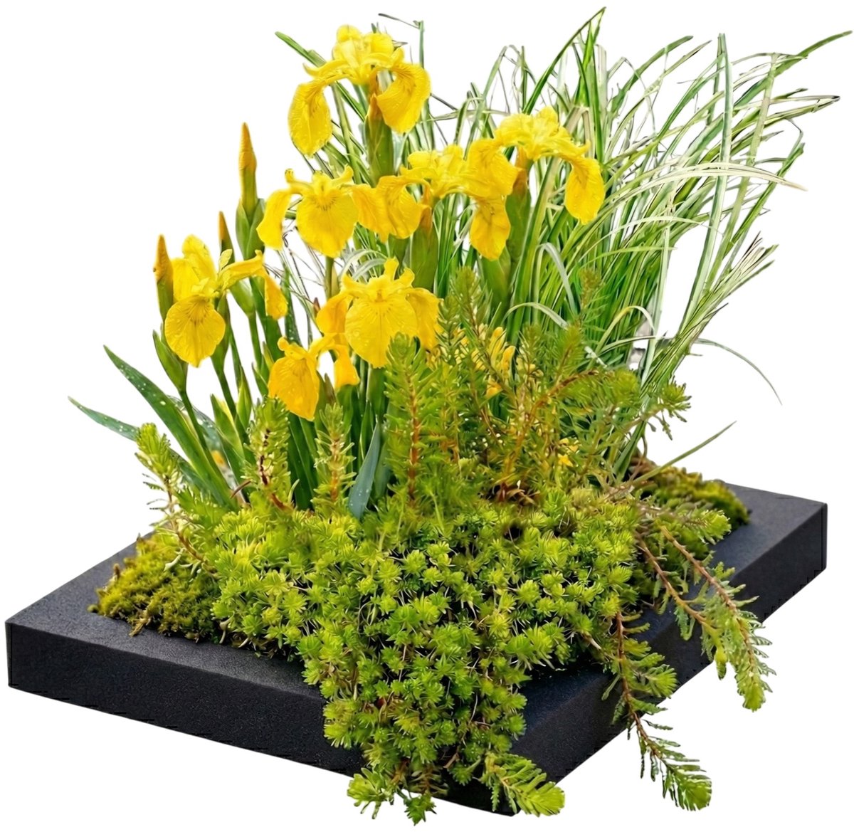 vdvelde.com - Filtereiland voor vijver 25x25 cm - Compleetset met 4 waterplanten - Drijvende plantenfilter voor helder water - Vermindert algen en reinigt natuurlijk - Winterhard