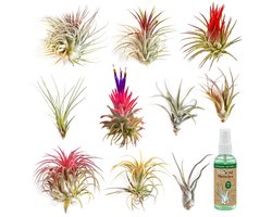 vdvelde.com - Tillandsia luchtplanten set 10 stuks - Luchtplanten onderhoudsvriendelijk zonder aarde - Incl. Tillandsia spray - Voor decoratie & interieur